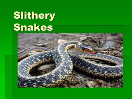 Slithery Snakes Vocabulary  Species- A group of animals or plants that have many characteristics in common.  Surroundings- The objects, influences.