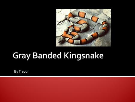 By Trevor.  There are 23-25 rows of scales on the gray banded snake. The grey banded snake can be all black but very uncommon to see one black.  It.