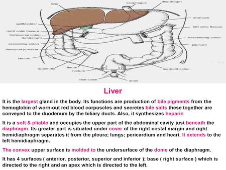 Liver It is the largest gland in the body. Its functions are production of bile pigments from the hemoglobin of worn-out red blood corpuscles and secretes.