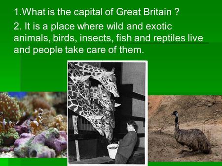 1.What is the capital of Great Britain ? 2. It is a place where wild and exotic animals, birds, insects, fish and reptiles live and people take care of.