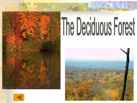 Climate Summers are warm Winters are cold Gets 75 centimeters of rain every year (that’s over 2 feet of rain!) What is special about deciduous trees?