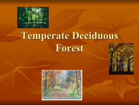 Temperate Deciduous Forest