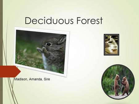 Deciduous Forest Madison, Amanda, Sire. Where is ecosystem located?  Most are found in the northern hemisphere  Found in Asia, Europe, and North America.