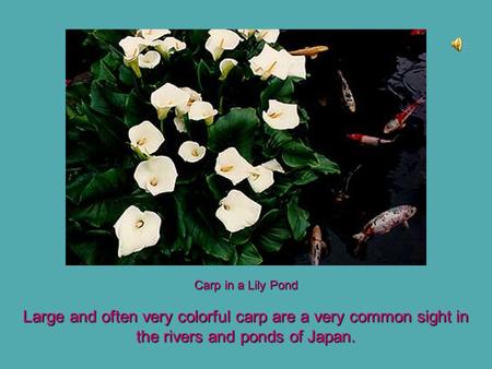 Large and often very colorful carp are a very common sight in the rivers and ponds of Japan. Carp in a Lily Pond.