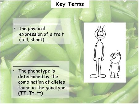 ________________ the physical expression of a trait (tall, short) ________________ The phenotype is determined by the combination of alleles found in the.