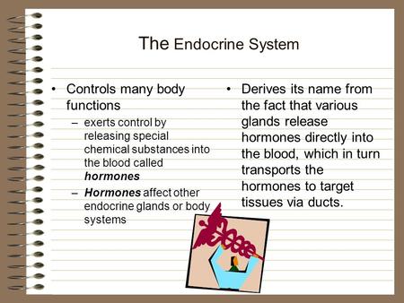 The Endocrine System Controls many body functions