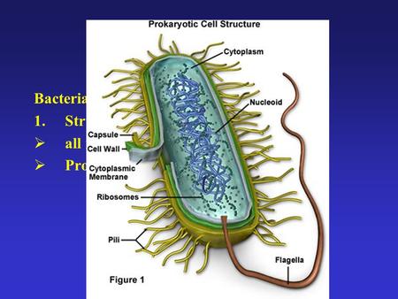 Bacteria 1.Structure:  all microscopic, unicellular or colonial  Prokaryotic (lack true nucleus)