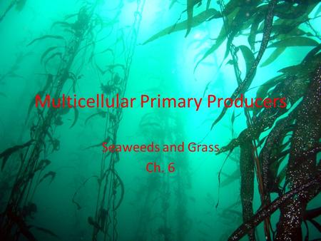 Multicellular Primary Producers Seaweeds and Grass Ch. 6.