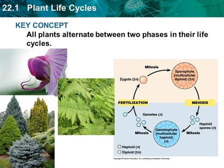 Plant life cycles alternate between producing spores and gametes.