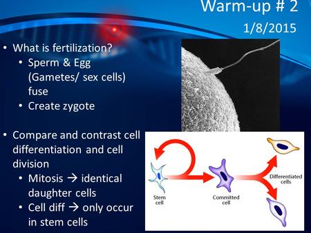 Warm-up # 2 1/8/2015 What is fertilization? Sperm & Egg (Gametes/ sex cells) fuse Create zygote Compare and contrast cell differentiation and cell division.