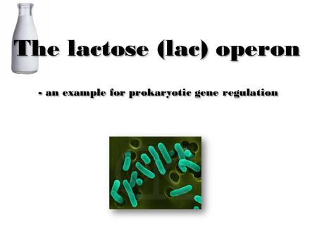 The lactose (lac) operon - an example for prokaryotic gene regulation.