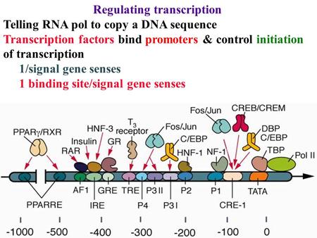 Regulating transcription