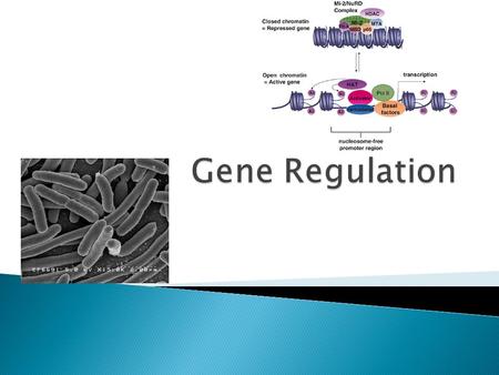  We have discussed the concept that all genes for an organism are found in all cells that contain a nucleus ◦ But, only the proteins for that cell are.