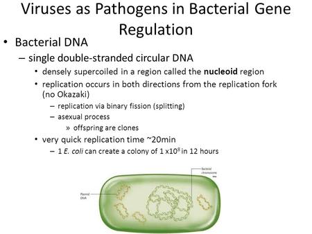 Viruses as Pathogens in Bacterial Gene Regulation Bacterial DNA – single double-stranded circular DNA densely supercoiled in a region called the nucleoid.