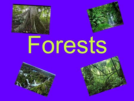 Forests Forest animals Woodland animals Into the woods The tallest species of trees in the world include the Coast Redwood, Giant Sequoia, Coast Douglas.