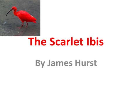 The Scarlet Ibis By James Hurst. Scarlet Ibis (Seaworld.org) An exotic red bird Solid scarlet except for black wing tips; bill is long, thin and curved.