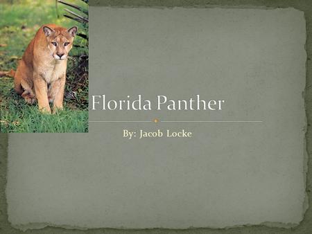 By: Jacob Locke. Scientific Name: Puma Concolor coryi Natural Habitat: mainly found in southern tip of Florida can be found all across southeastern United.