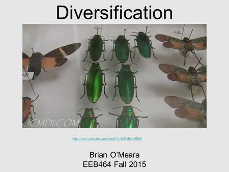 Diversification Brian O’Meara EEB464 Fall 2015