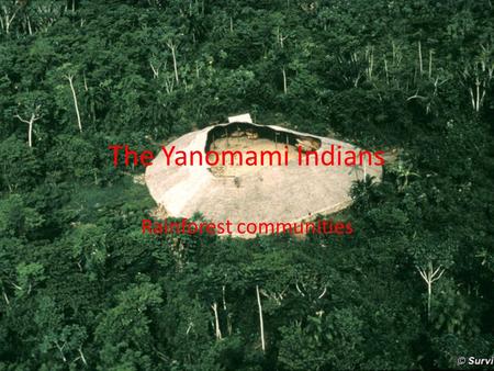 The Yanomami Indians Rainforest communities. The Yanomami Tribe Over the next few lessons we will be looking at specifically the Yanomami tribe. – How.