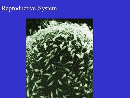 Reproductive System. The Male Reproductive System Testes Ducts Glands.