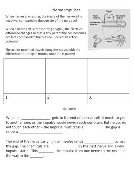 Nerve Impulses When nerves are resting, the inside of the nerve cell is negative, compared to the outside of the nerve cell When a nerve cell is transporting.