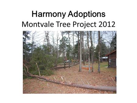 Harmony Adoptions Montvale Tree Project 2012. And here we go…..