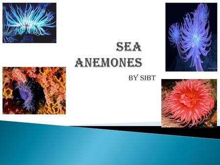 By SibT. Although sea anemones look like flowers they are predatory animals. These invertebrates no skeleton at all.