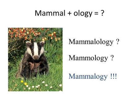 Mammal + ology = ? Mammalology ? Mammology ? Mammalogy !!!