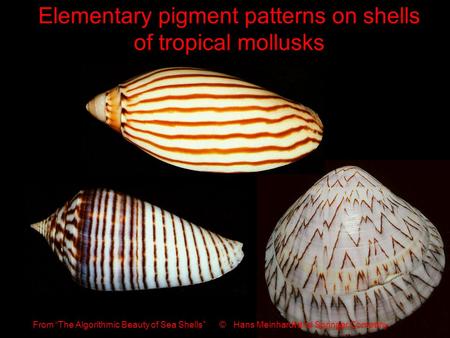 Elementary pigment patterns on shells of tropical mollusks From “The Algorithmic Beauty of Sea Shells” © Hans Meinhardt and Springer Company.