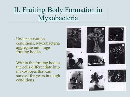 II. Fruiting Body Formation in Myxobacteria ? Under starvation conditions, Myxobacteria aggregate into huge fruiting bodies. ? Within the fruiting bodies,