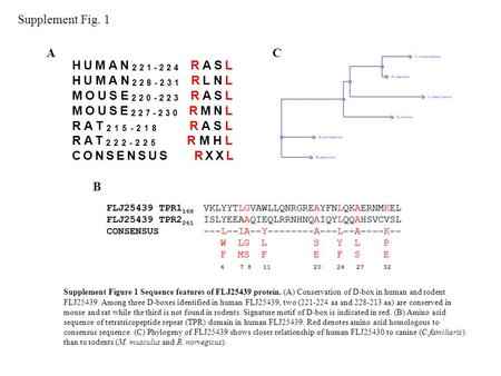 HUMAN 221-224 RASL HUMAN 228-231 RLNL MOUSE 220-223 RASL MOUSE 227-230 RMNL RAT 215-218 RASL RAT 222-225 RMHL CONSENSUS RXXL AC B Supplement Fig. 1 Supplement.