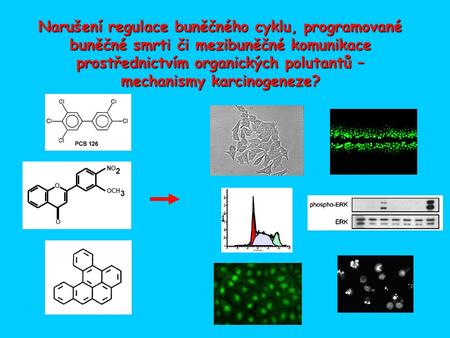 Narušení regulace buněčného cyklu, programované buněčné smrti či mezibuněčné komunikace prostřednictvím organických polutantů – mechanismy karcinogeneze?