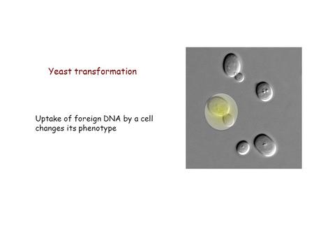 Yeast transformation Uptake of foreign DNA by a cell changes its phenotype.