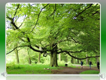 “ Bulgarian forest – an inseparable part of the European Green Treasure”