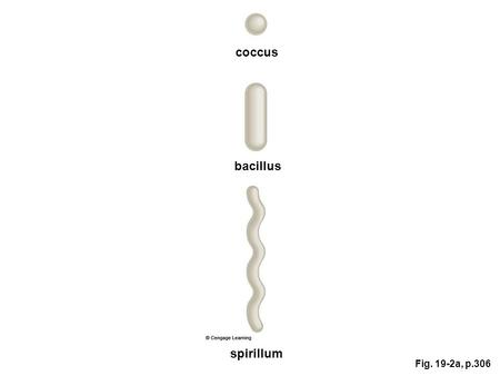 Fig. 19-2a, p.306 coccus bacillus spirillum. pilus bacterial flagellum cell wall outer capsule plasma membrane cytoplasm, with ribosomes DNA, in nucleoid.