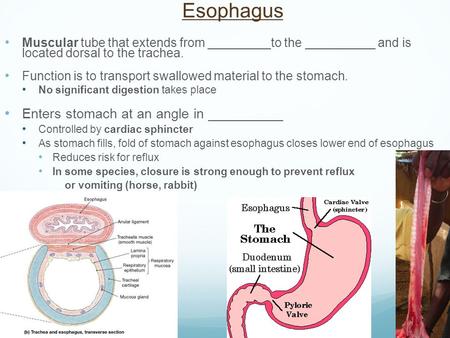 Esophagus Muscular tube that extends from _________to the __________ and is located dorsal to the trachea. Function is to transport swallowed material.