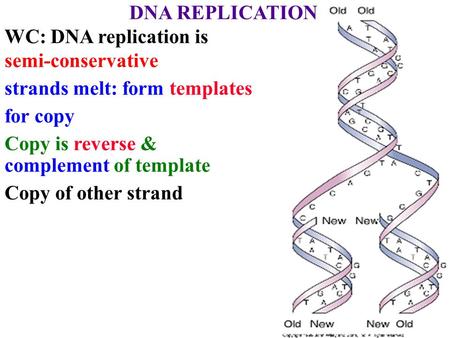 DNA REPLICATION WC: DNA replication is semi-conservative strands melt: form templates for copy Copy is reverse & complement of template Copy of other strand.