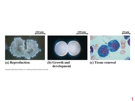 100 µm200 µm 20 µm (a) Reproduction (b) Growth and development (c) Tissue renewal 1.