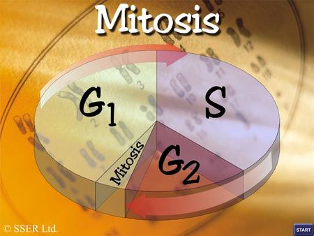 © SSER Ltd.. All eukaryotic, multicellular organisms each develop from a single original cell, i.e. the fertilised egg (zygote) Repeated divisions of.