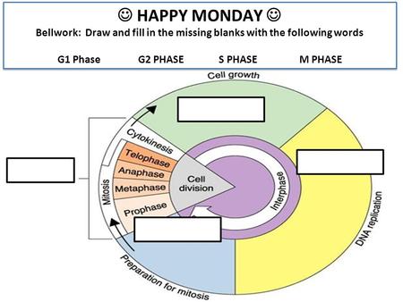 HAPPY MONDAY Bellwork: Draw and fill in the missing blanks with the following words G1 PhaseG2 PHASES PHASEM PHASE HAPPY MONDAY Bellwork: Draw and fill.