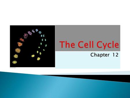 Chapter 12.  The ability of organisms to produce more of their own kind best distinguishes living things from nonliving matter  The continuity of life.