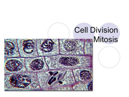 Cell Division Mitosis.