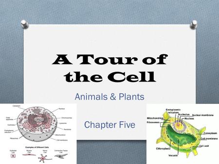 A Tour of the Cell Animals & Plants Chapter Five.