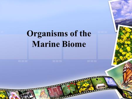 Organisms of the Marine Biome