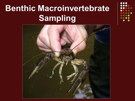 Benthic Macroinvertebrate Sampling. Sampling -WHAT All available invertebrate taxa in the entire 200 foot stream reach -WHERE All available habitats in.