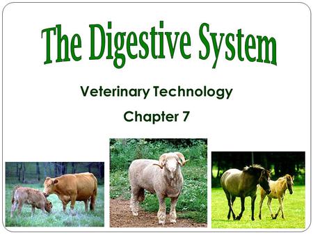 Veterinary Technology