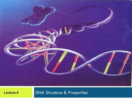 DNA Structure & Properties Lecture 6. Lecture Objectives  Describe the experiments that first supported the hypothesis that a cell’s hereditary material.