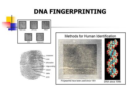 DNA FINGERPRINTING. Deoxyribonucleic acid (DNA) in the Celleoxyribonucleic acid cell nucleus chromosome Double stranded DNA molecule.