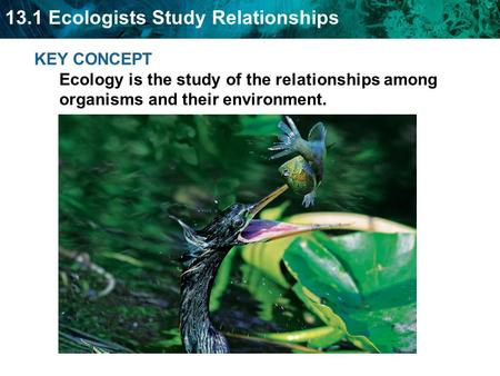 Objectives Summarize the levels of organization that an ecologist studies Describe research methods ecologists use to study the environment.