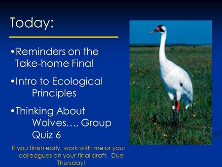 Today: Reminders on the Take-home Final Intro to Ecological Principles Thinking About Wolves…, Group Quiz 6 If you finish early, work with me or your colleagues.